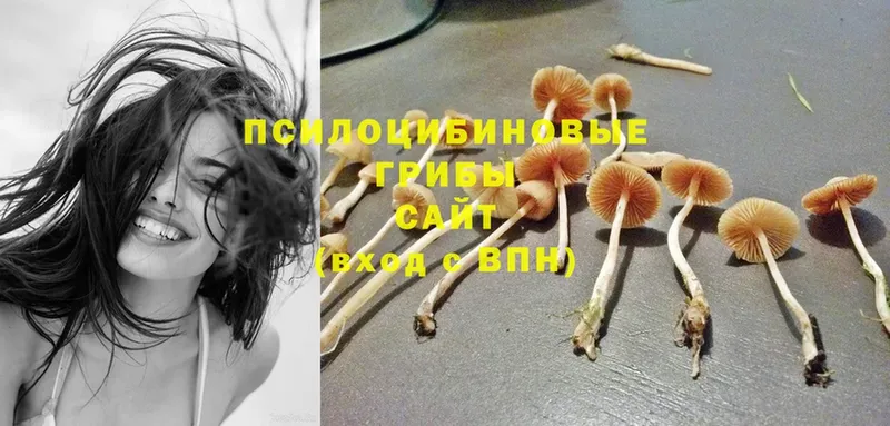 Псилоцибиновые грибы MAGIC MUSHROOMS  Гремячинск 